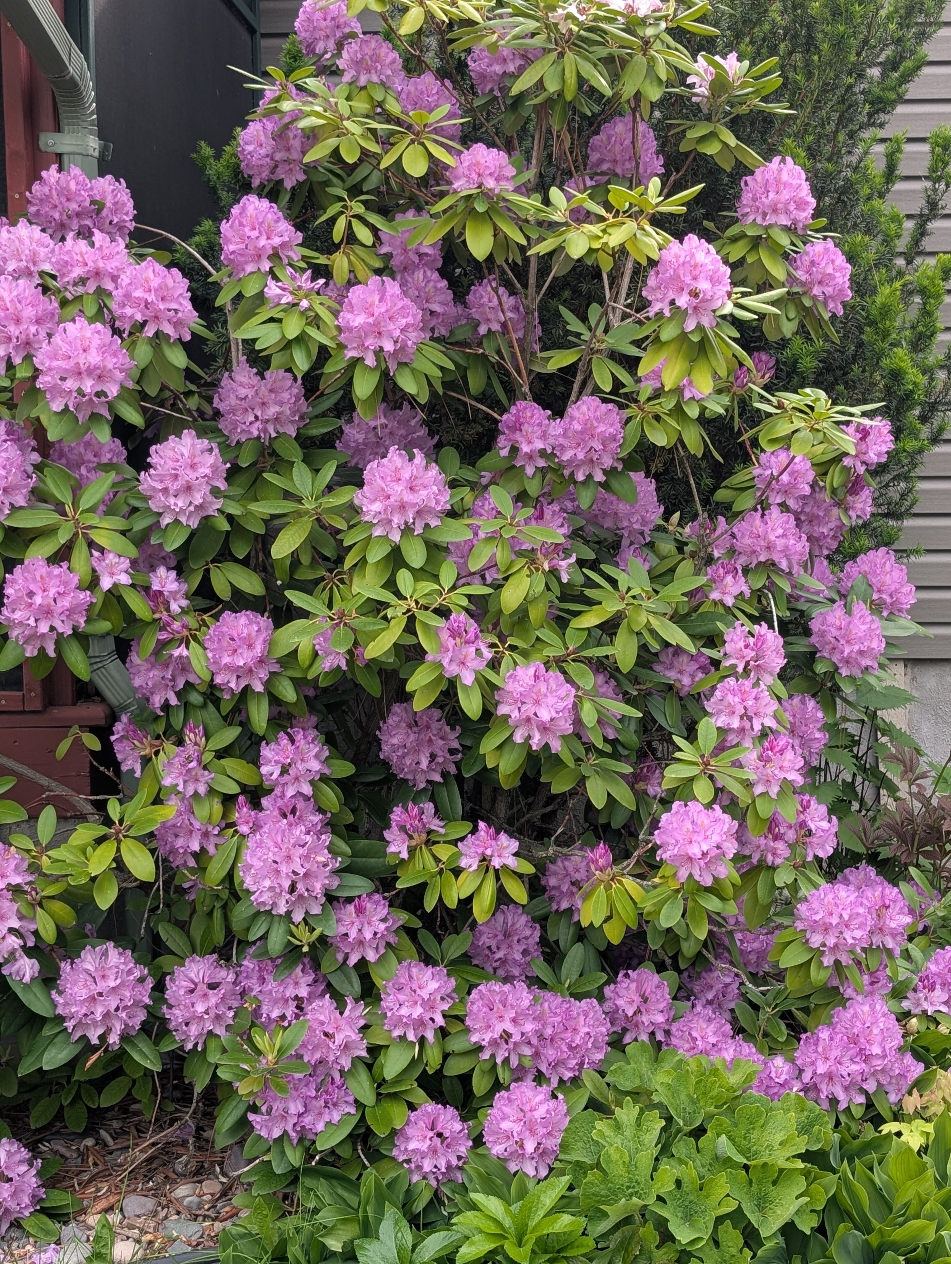 Rhododendron bloom 2025