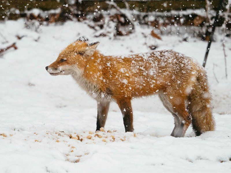 fox in the snow