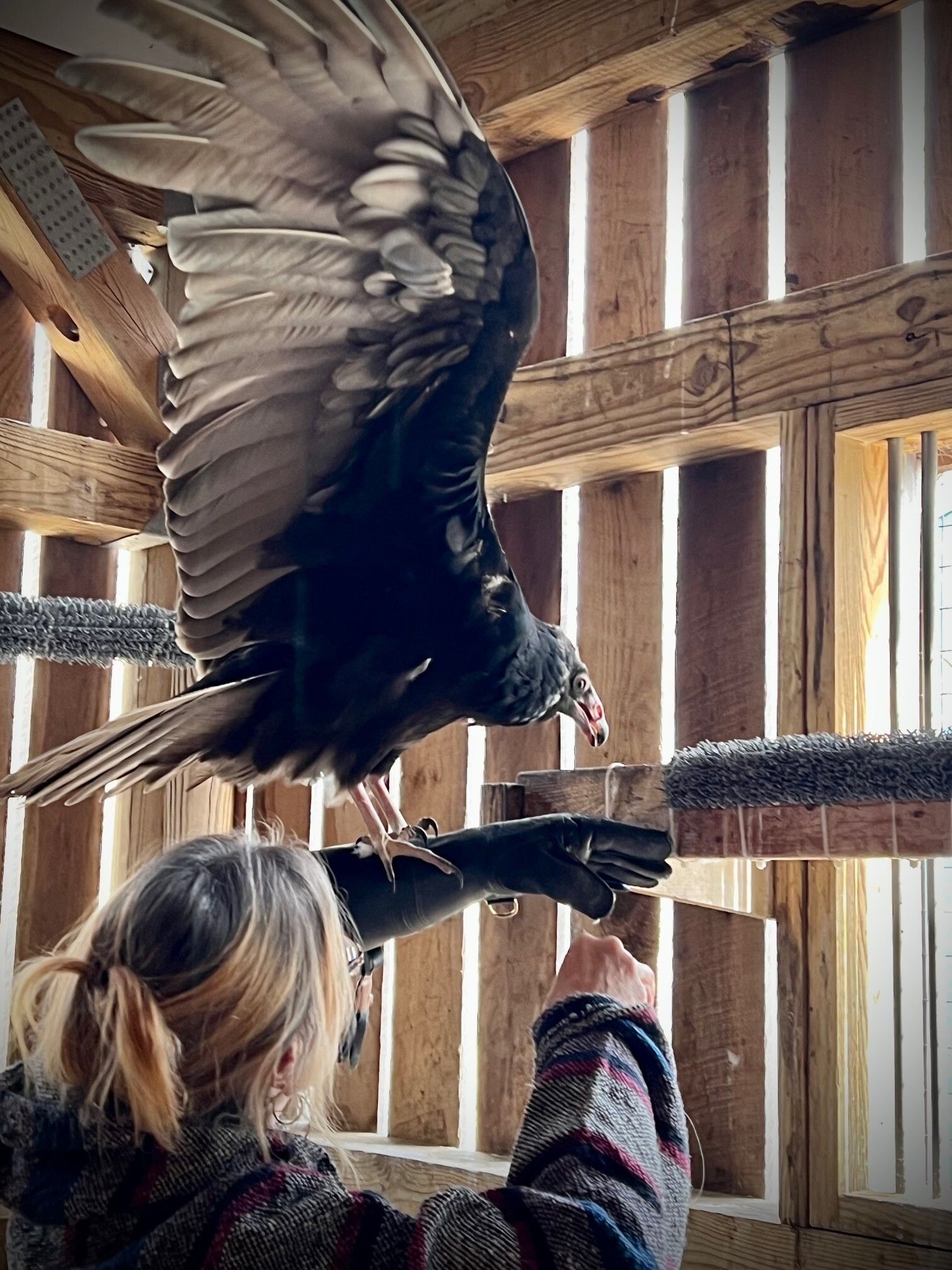 Turkey vulture Shelby training on a handler's falconry glove inside a mew. Owl Moon Raptor Center.