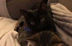 Tilly