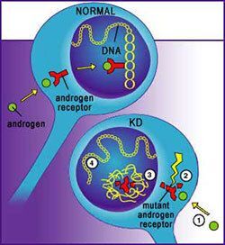 Drawing of an example of two androgen receptors interating with DNA 