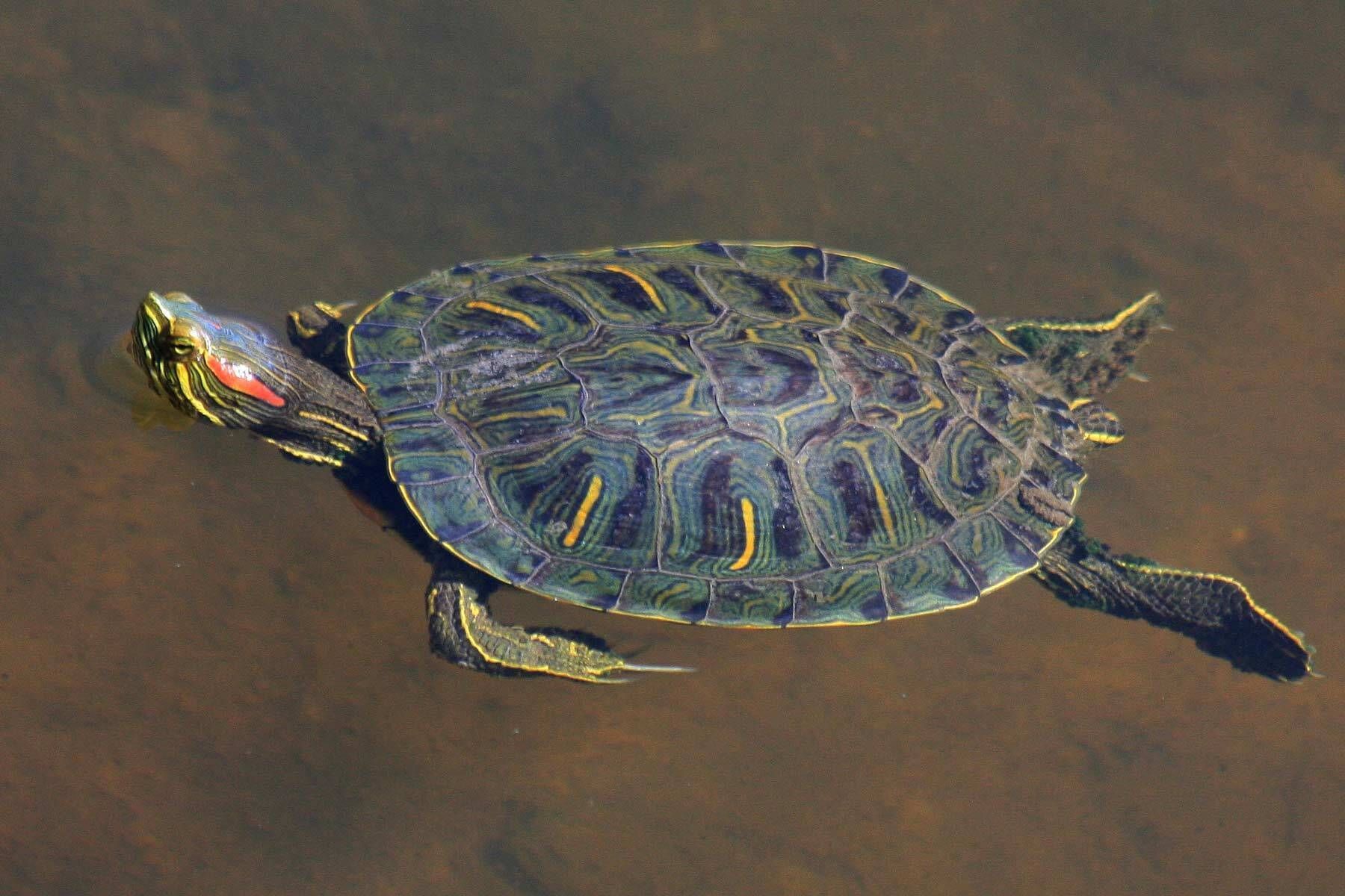 Red-eared slider/ pond slider