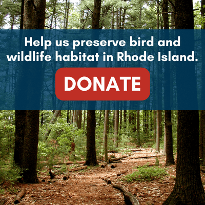 Help us preserve bird and wildlife habitat in Rhode Island - DONATE