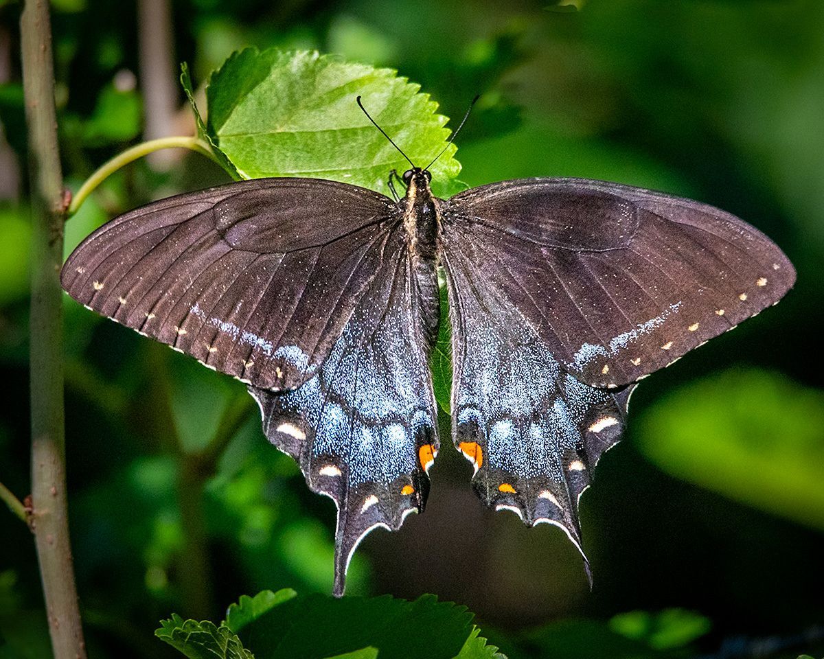 A black-colored Eastern Tiger Swallowtail on a leaf