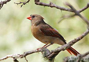 Northern Cardinal (female)