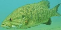 Smallmouth Bass