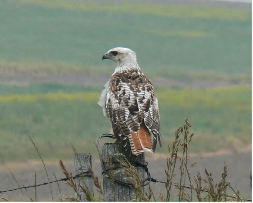 Krider's Red-tailed Hawk perched on a fencepost