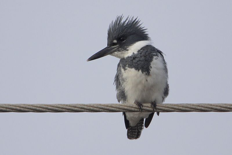 Belted Kingfisher (male)