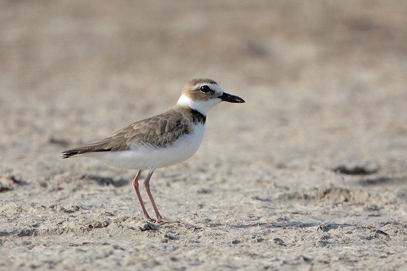 Wilson's Plover