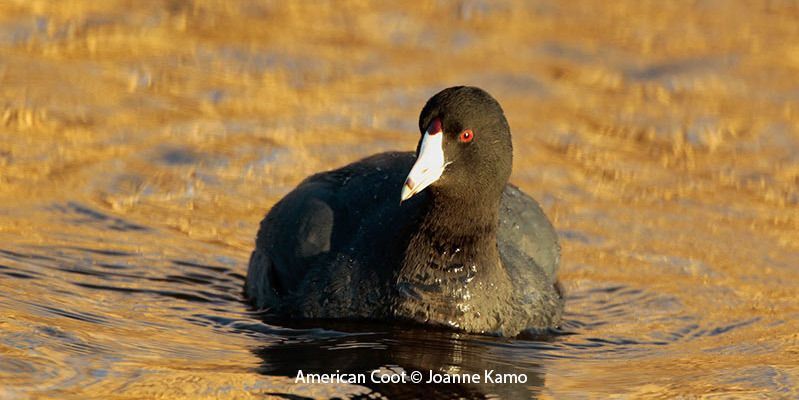 American Coot