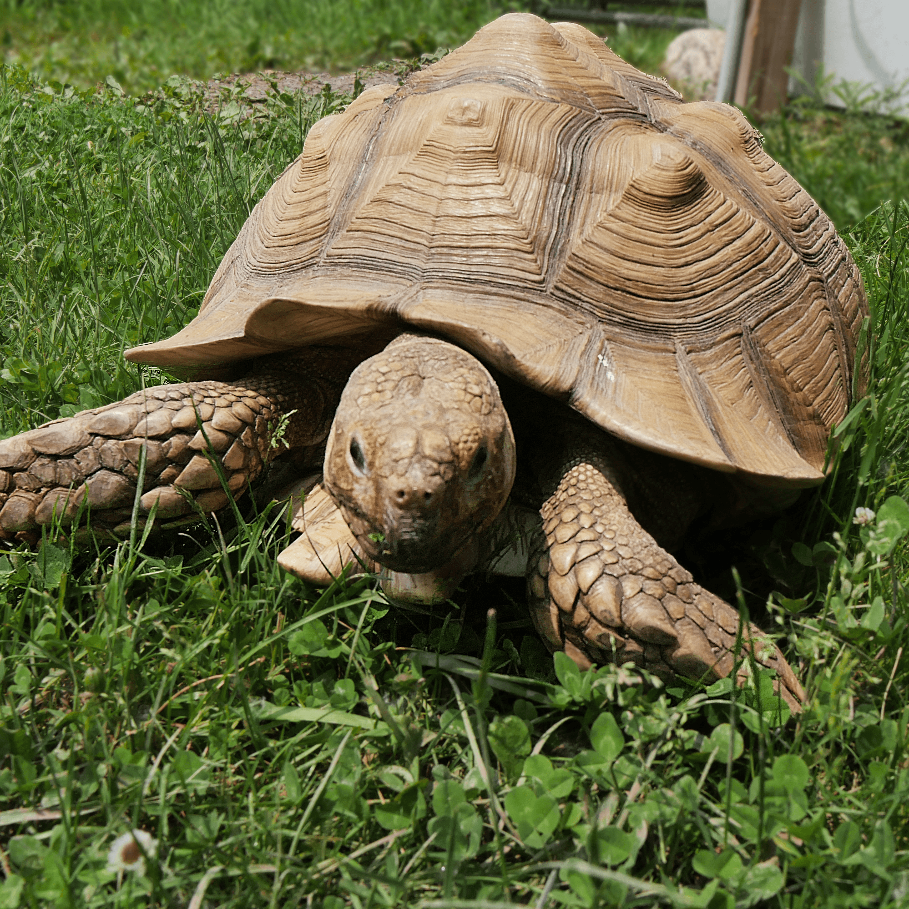 Sulcata Tortoise | MONTY
