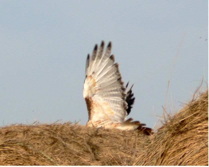 A Red-tailed Hawk wing spread in flight