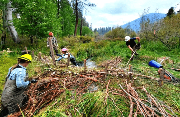 Restoration project creates artificial beaver dams at Lower Black Butte Swamp wetland on Indian Ford Creek