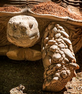 Goliath Tortoise