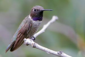 Black-chinned Hummingbird male