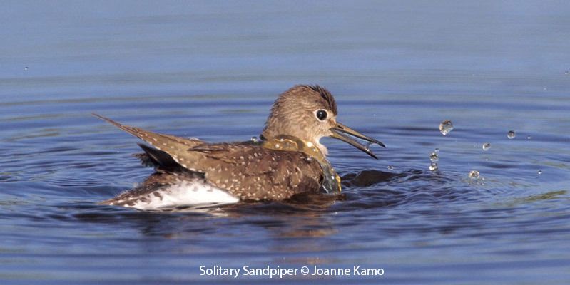 Solitary Sandpiper 