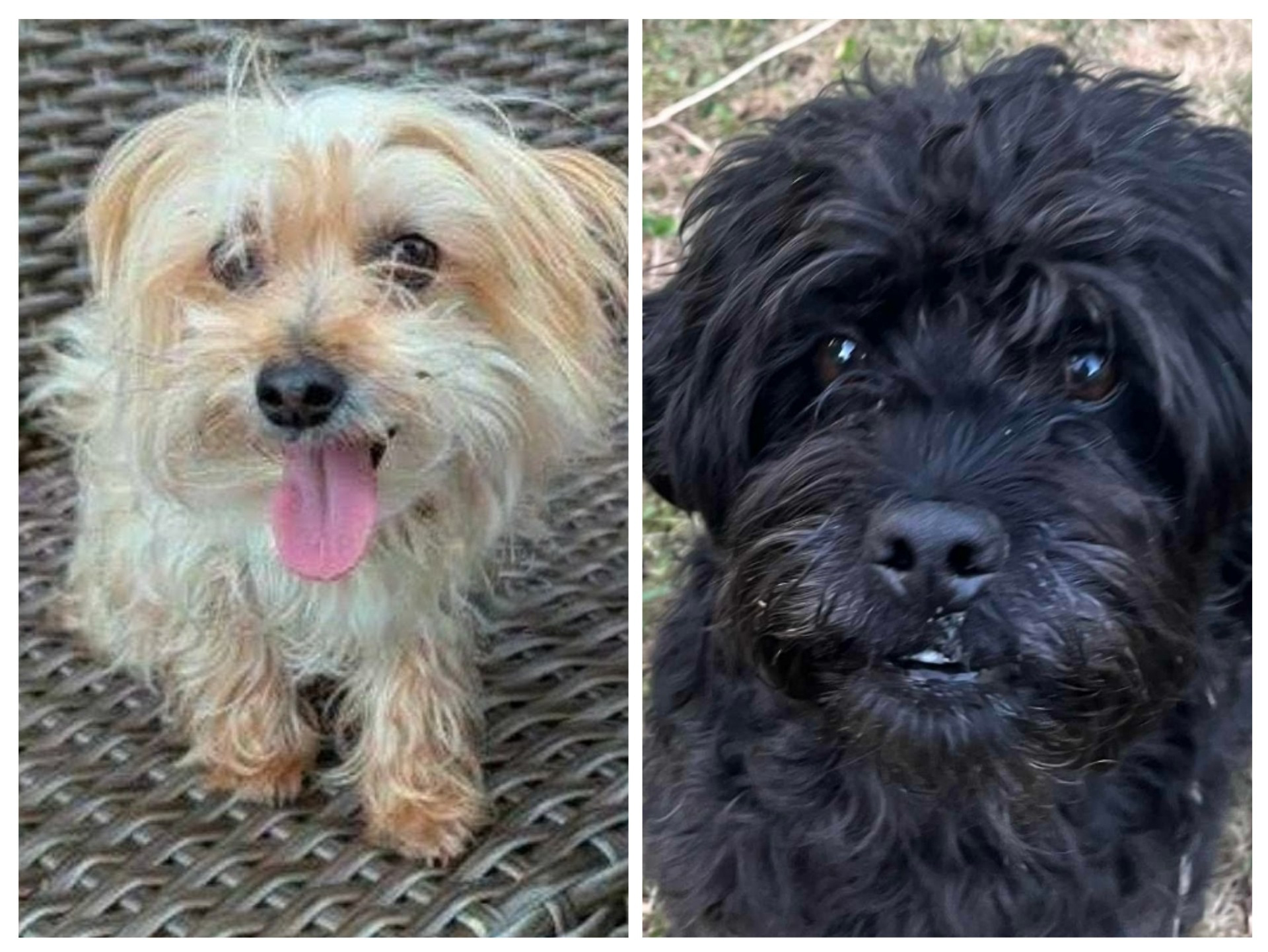 Ginger and Waylon - ADOPTED