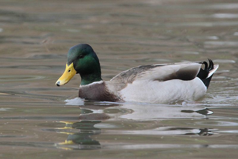 Beak of the Week: Mallard