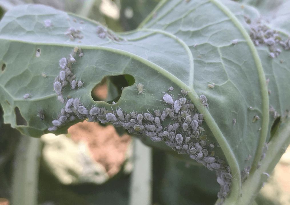 cabbage aphid