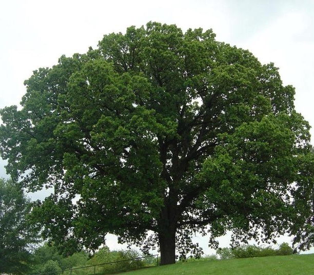 Bur Oak - Pack of 5 Seedlings (12"-18")