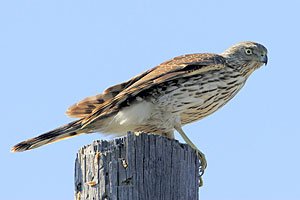 Sharp-shinned Hawk (immature)