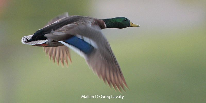 Mallard