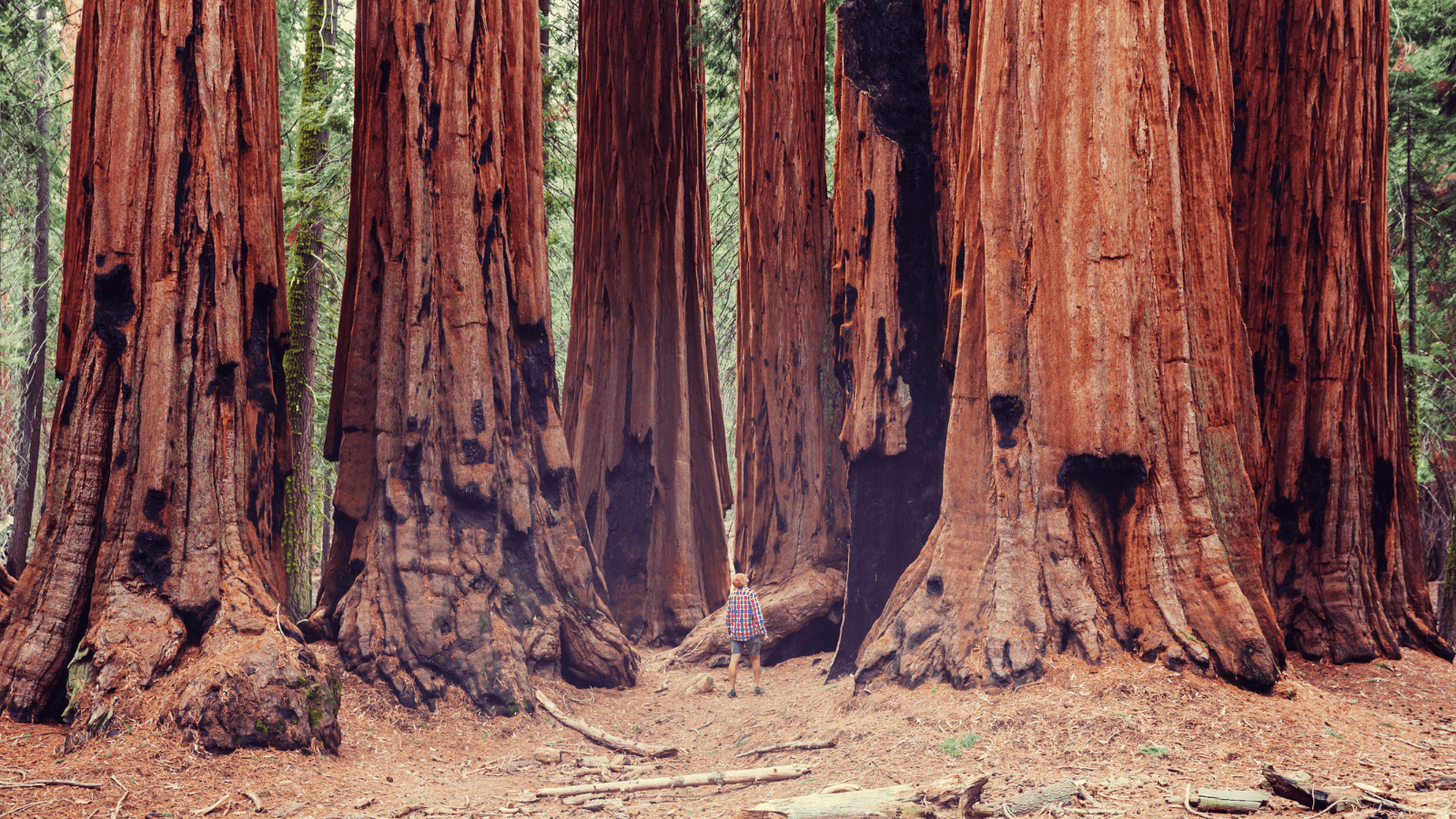 Person standing under Giant Sequoia trees