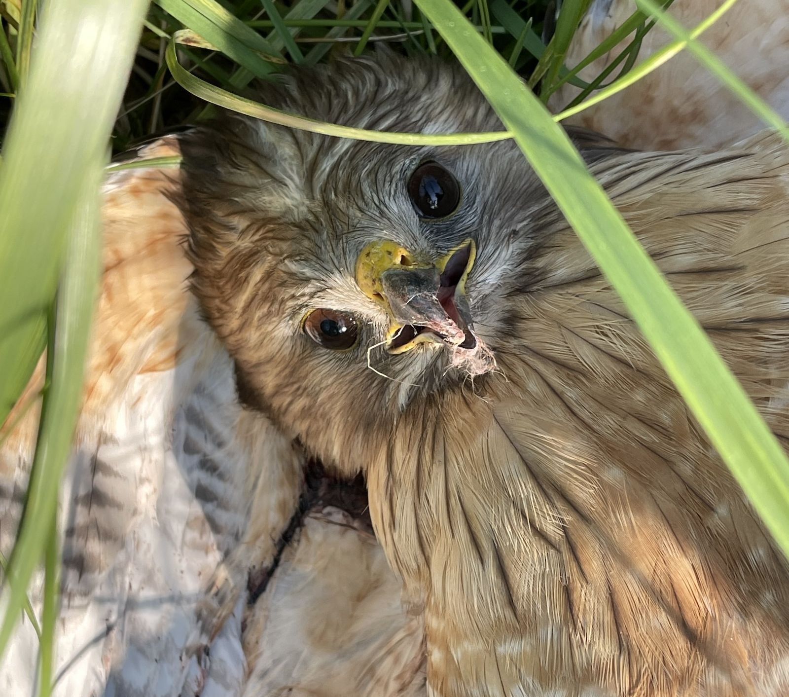 Injured Red-shouldered hawk on ground