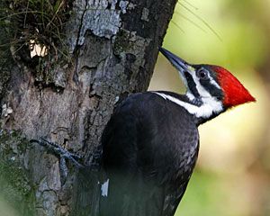 Pileated Woodpecker (female)