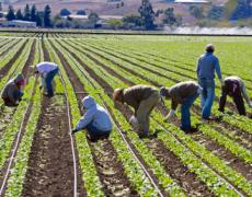 Migration: In our democracy, should legal foreign workers have the same labor rights as citizens? (FREE) (SPANISH)