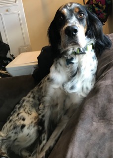 Zulu - ADOPTION PENDING