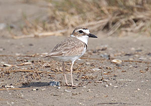 Wilson's Plover