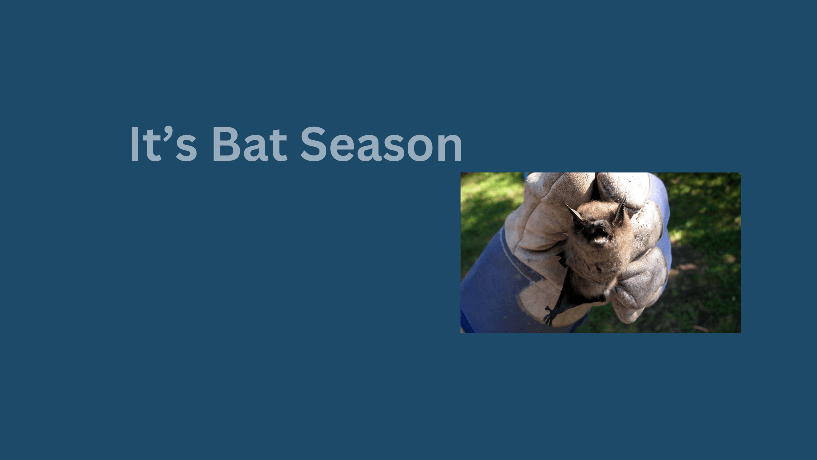 Seeing more Bats?