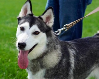Miska - ADOPTED