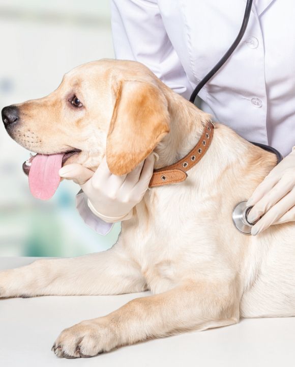 Ten Most Common Illnesses in Dogs