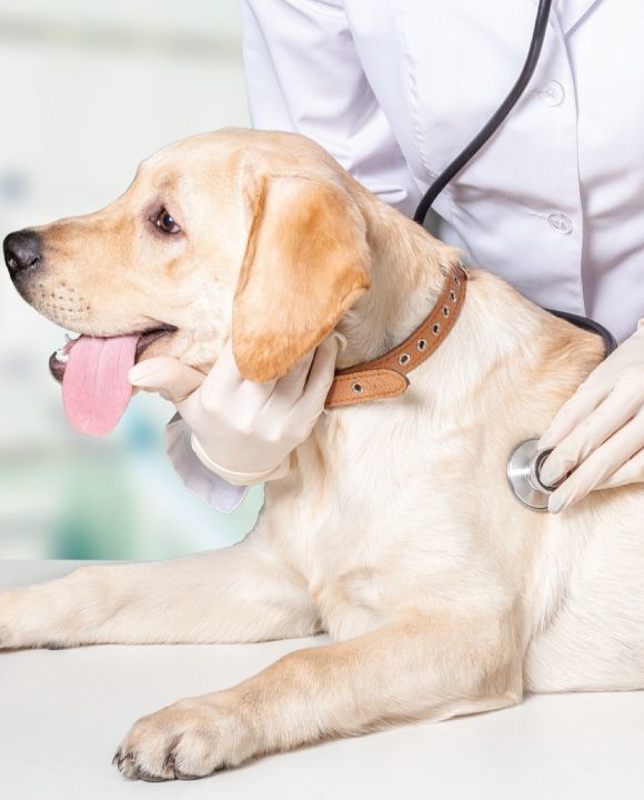 ten-most-common-illnesses-in-dogs