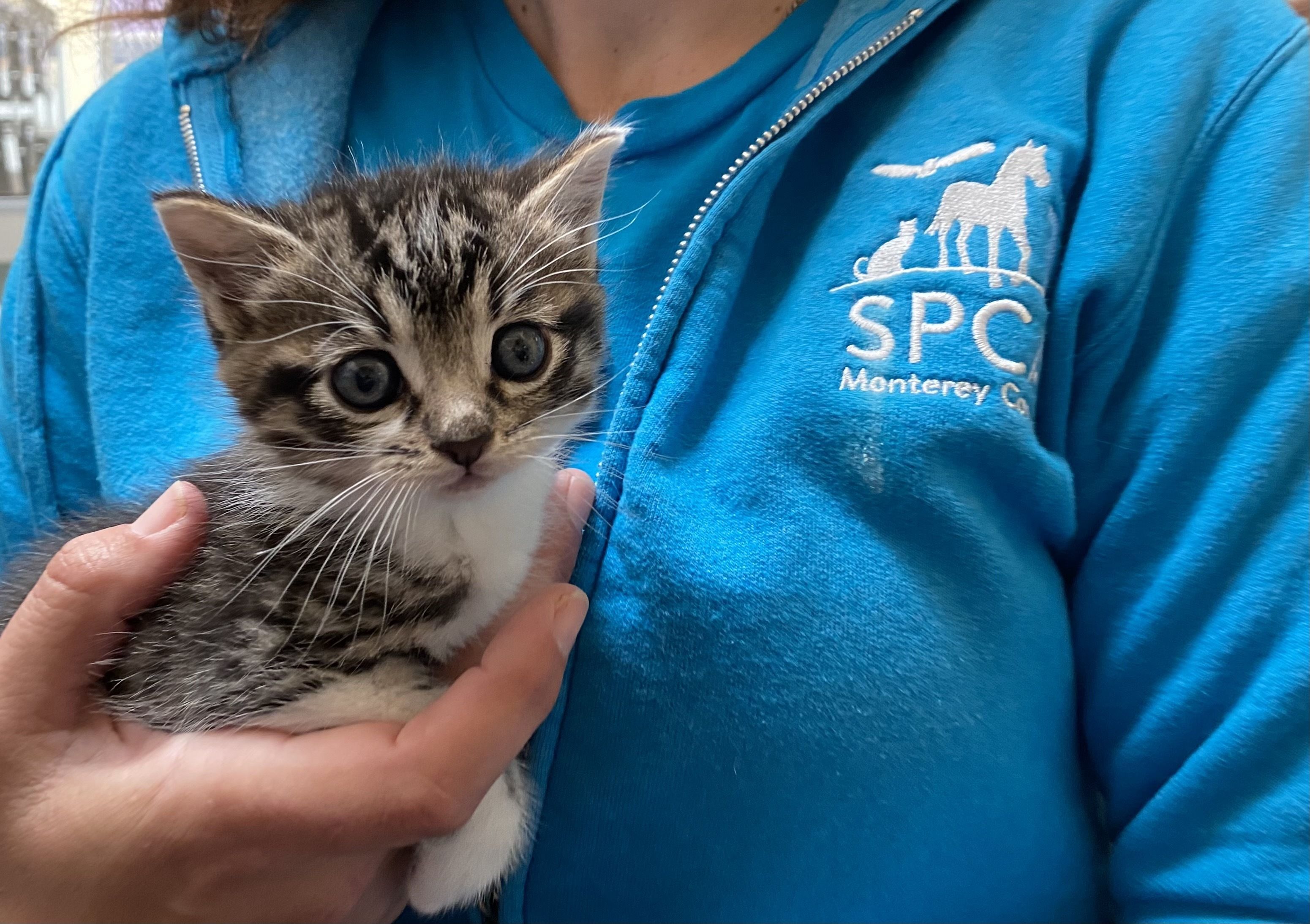 Spay & Neuter