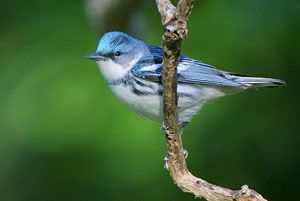 Cerulean Warbler