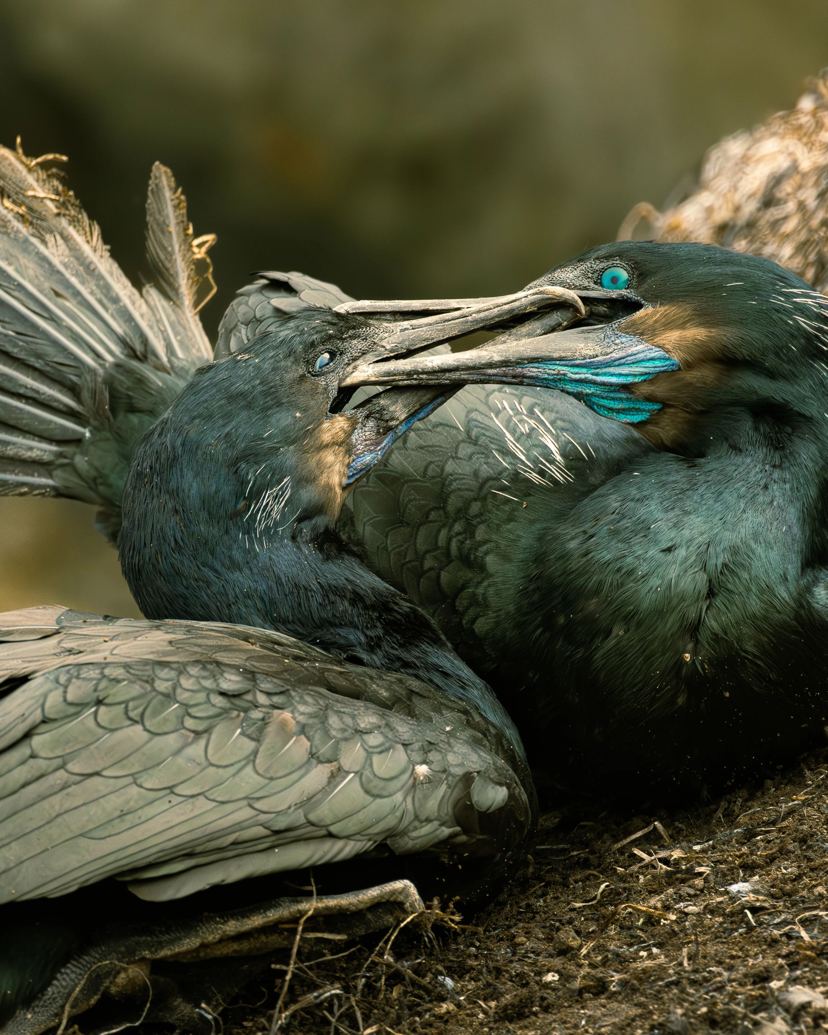 Brandt's Cormorants taken at La Jolla, CA by Finn Daecher (December 2025)