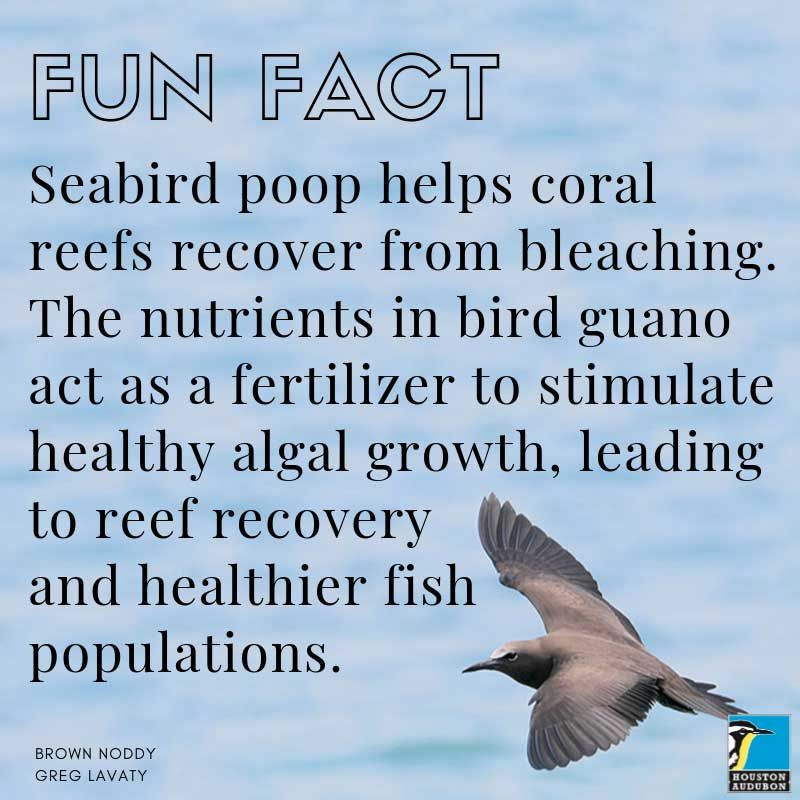 Seabird poop fun fact