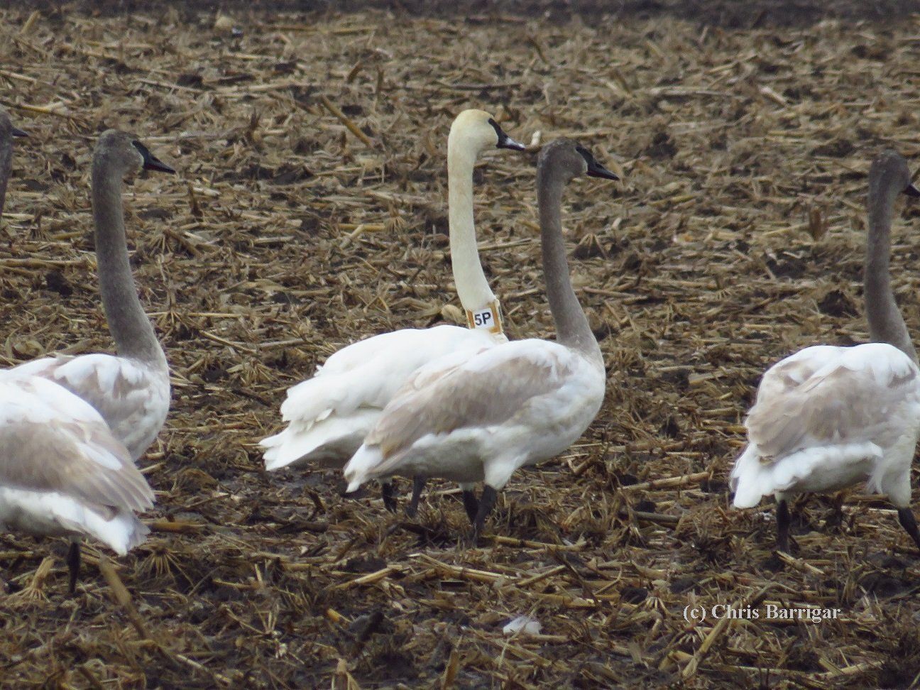 Wisconsin swan 5P spends the winter near St. Louis, Missouri