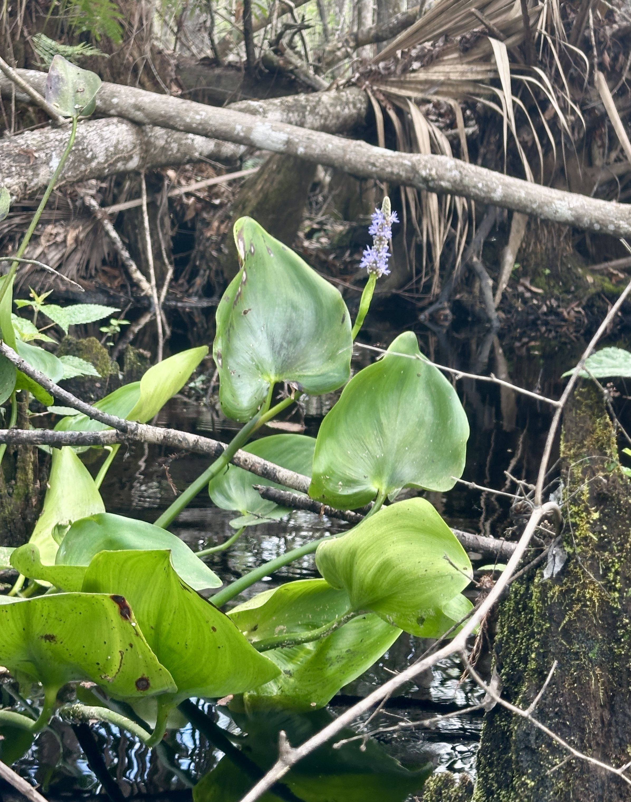 Wetland hearts by Cathie Catasus