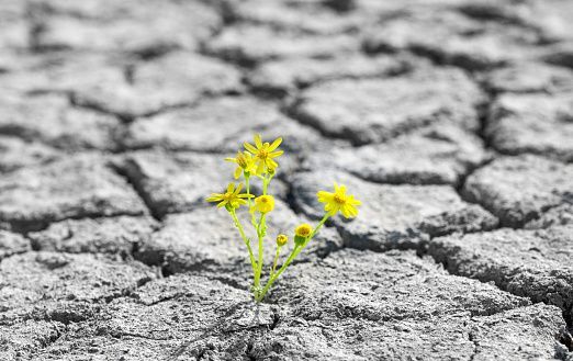 flowers growing through cracked sidewalk
