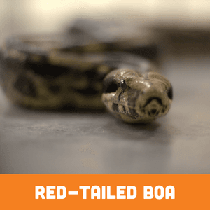 Red-Tailed Boa