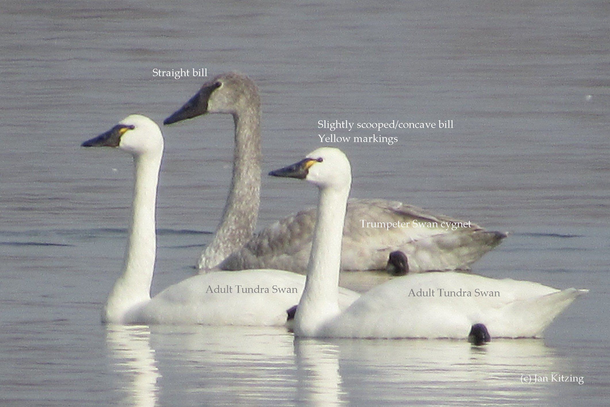 A visual comparison between Trumpeter Swan and Tundra Swan head and bill shapes