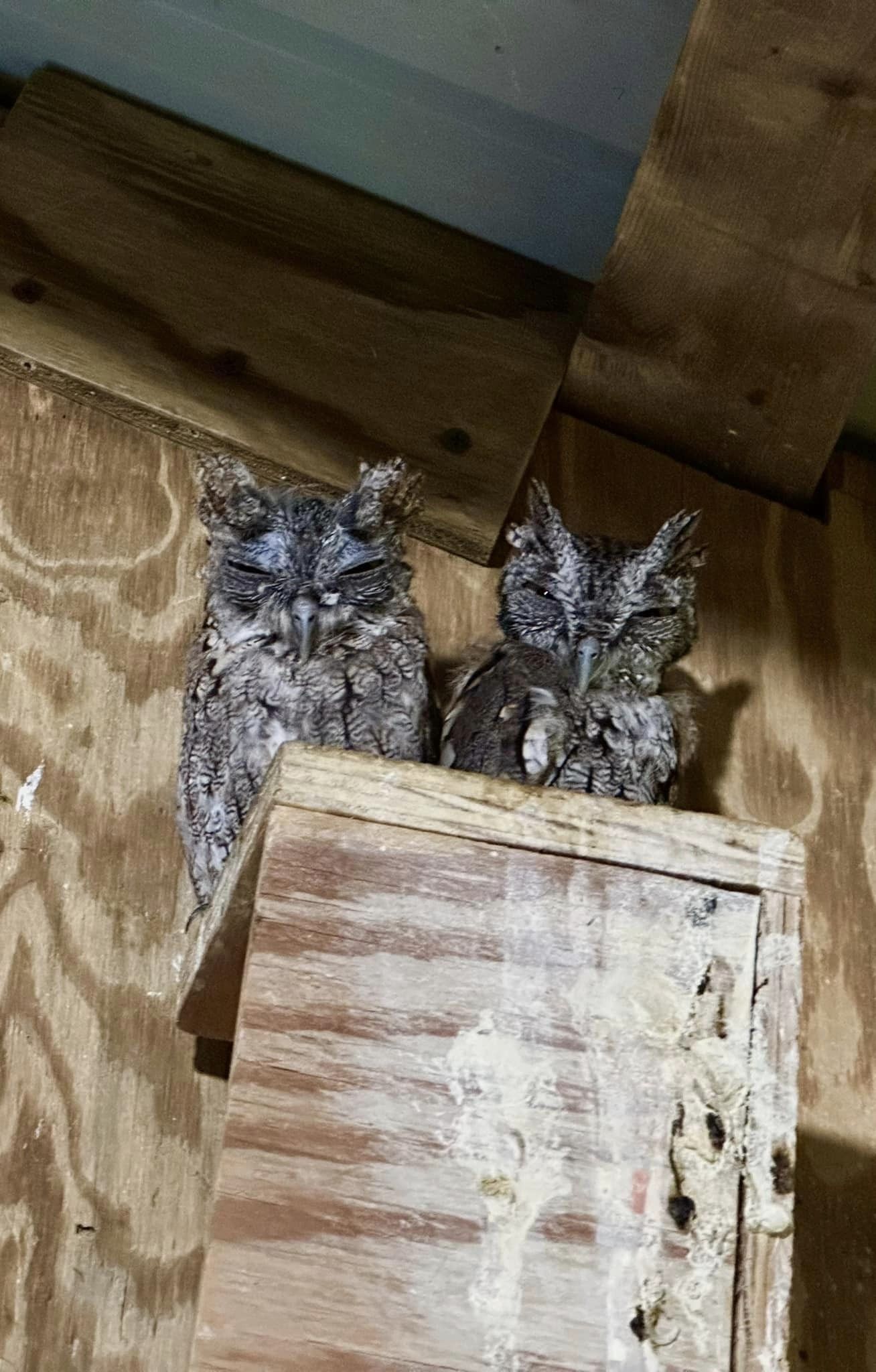 Two grey morph screech owls squinting at camera perched on wooden box in mew.