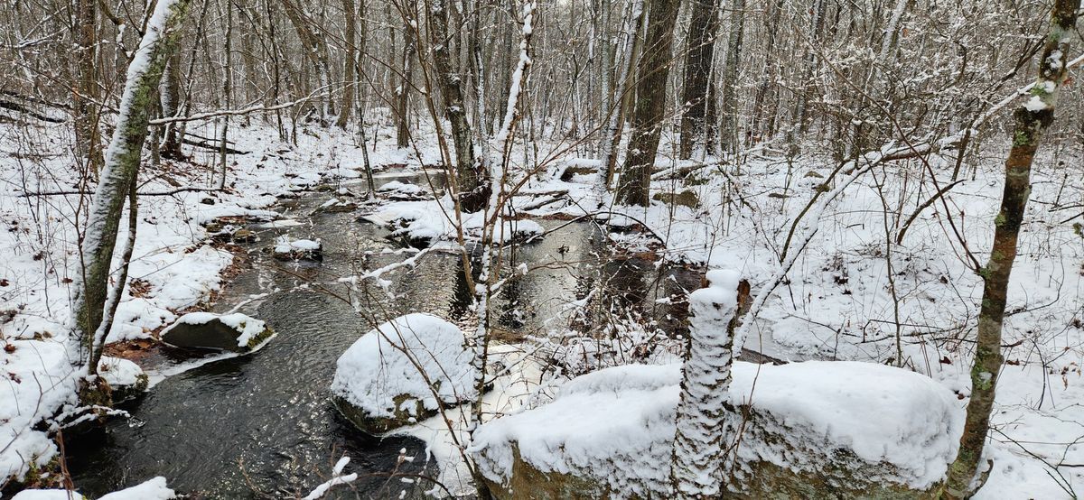 The headwaters of the Saugatucket River in Congdon Wood surrounded by snowy woodland.