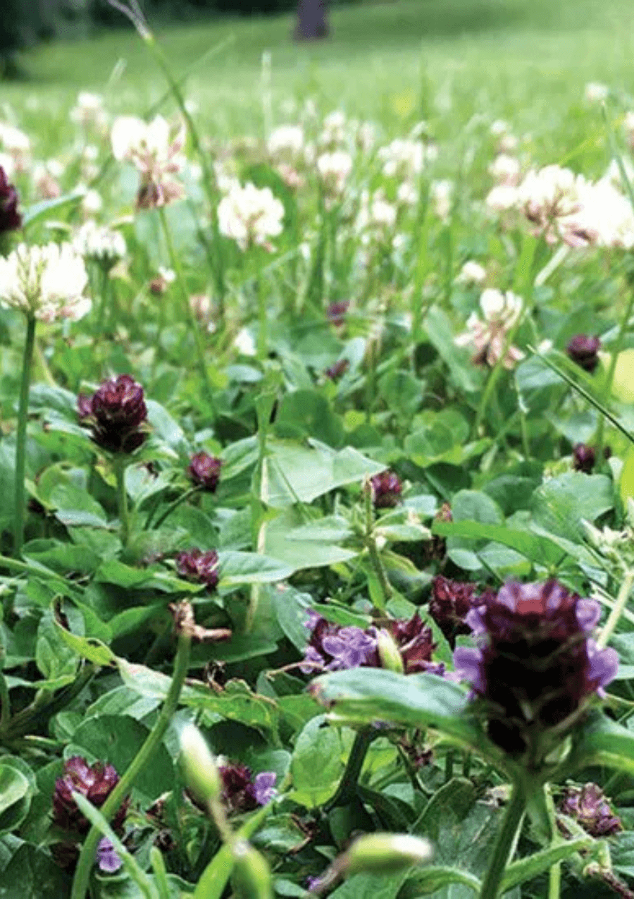 Flowering Pollinator Lawn