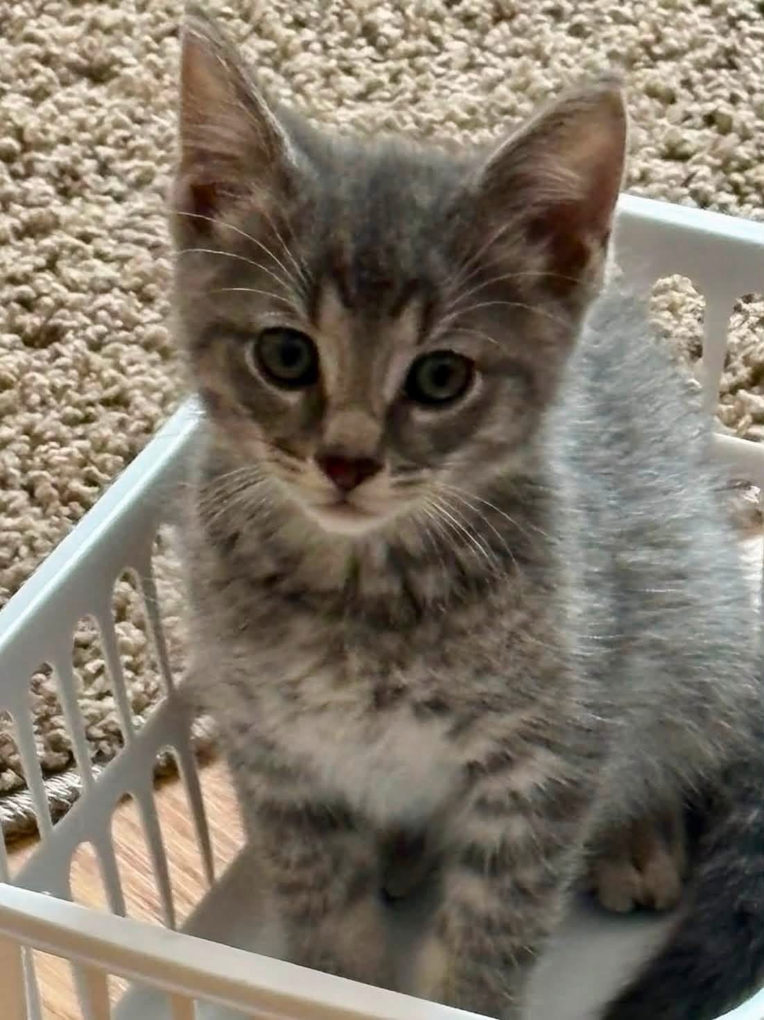 Pepper