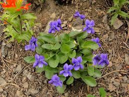 Early blue violet (Viola adunca)